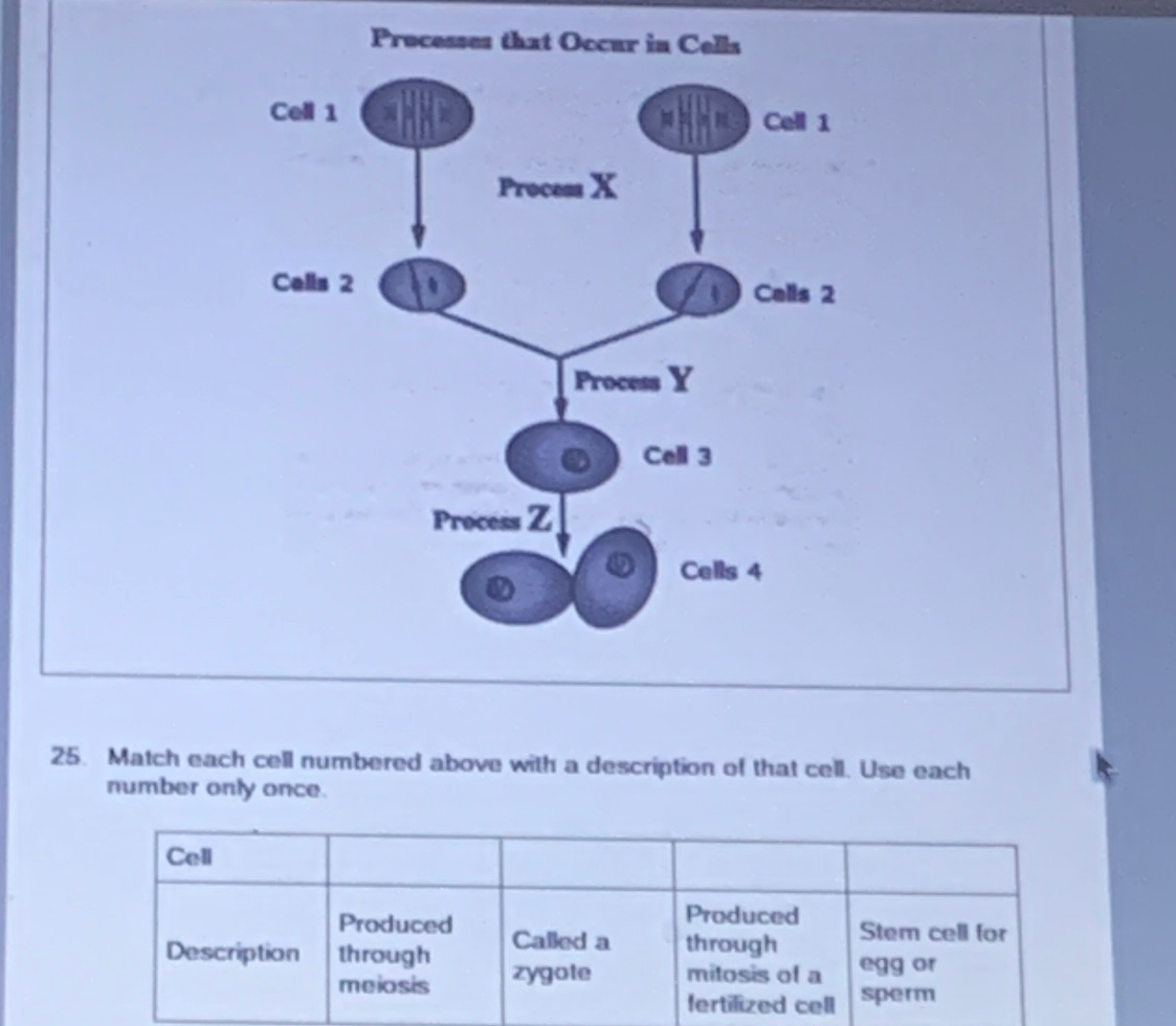 Precensen that Occari in CellsCell 1Celln 2Cells 425. | Chegg.com