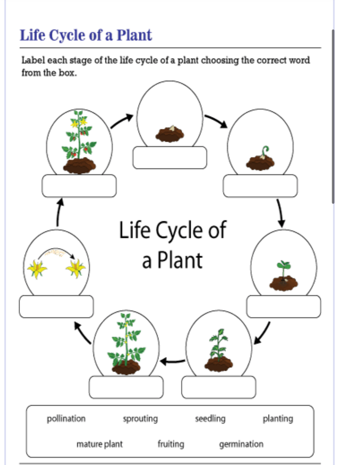 Solved Life Cycle of a PlantLabel each stage of the life | Chegg.com