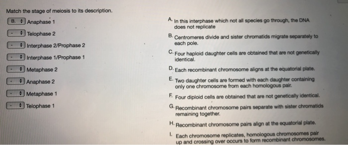 Solved Match the stage of meiosis to its description. B. | Chegg.com