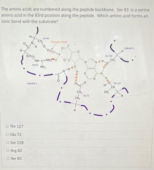 Solved The amino acids are numbered along the peptide | Chegg.com