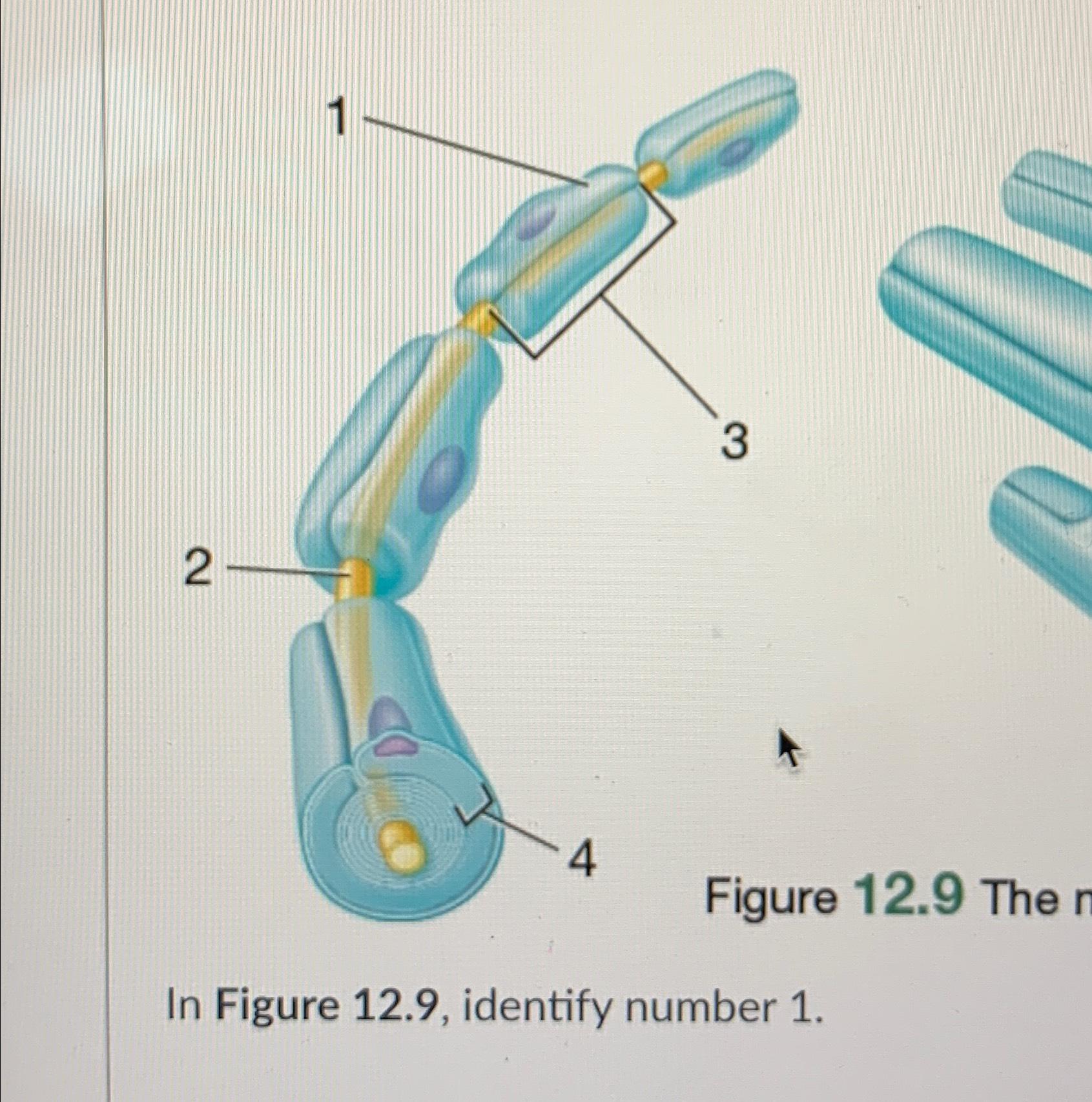 Solved figure 12 9 thein figure 12 9 identify number 1 chegg