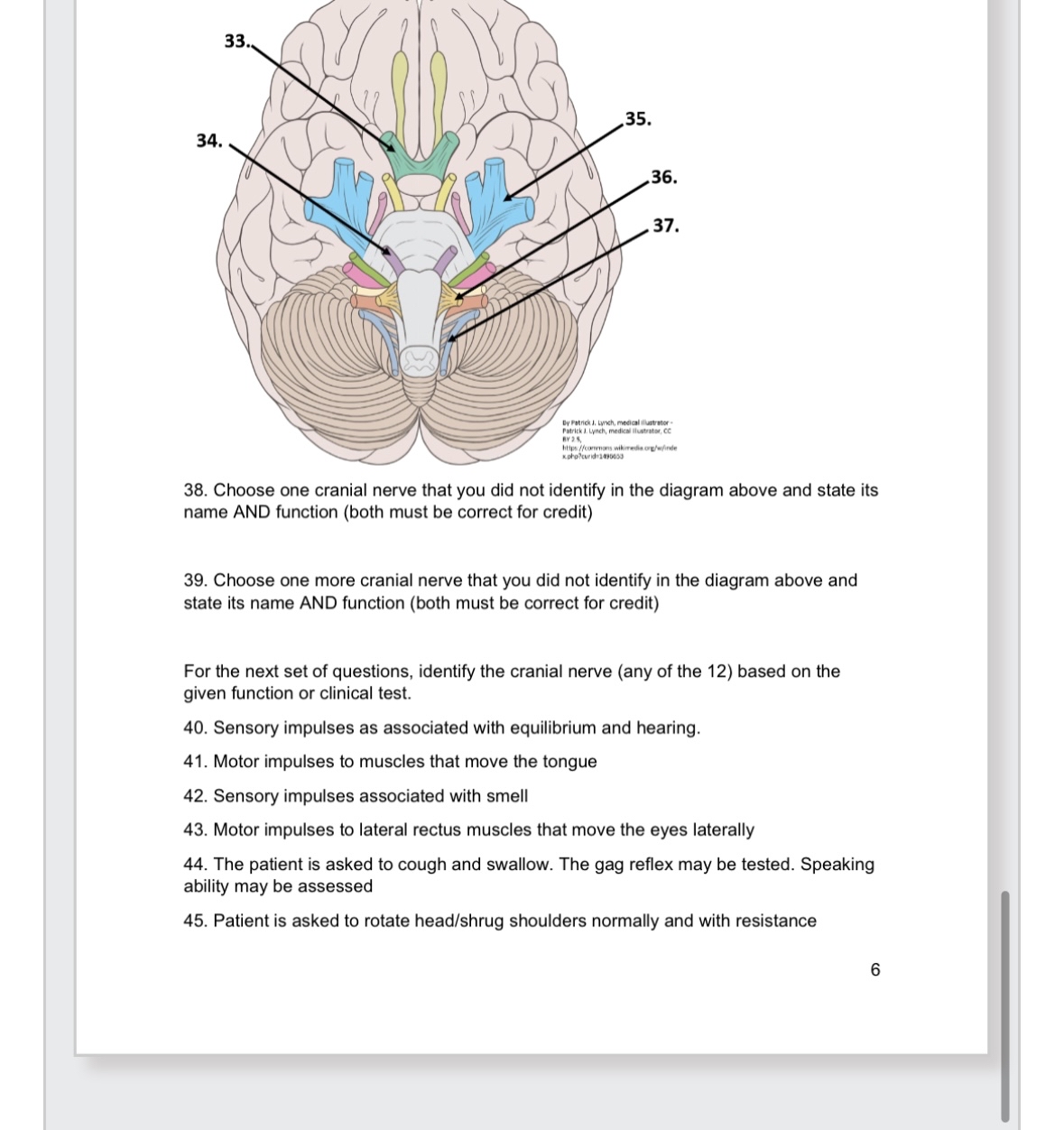 Solved Choose one cranial nerve that you did not identify in | Chegg.com