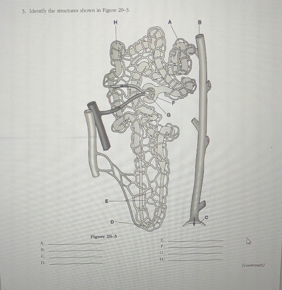 Solved 3. Identify the structures shown in Figure 20−3. A. | Chegg.com