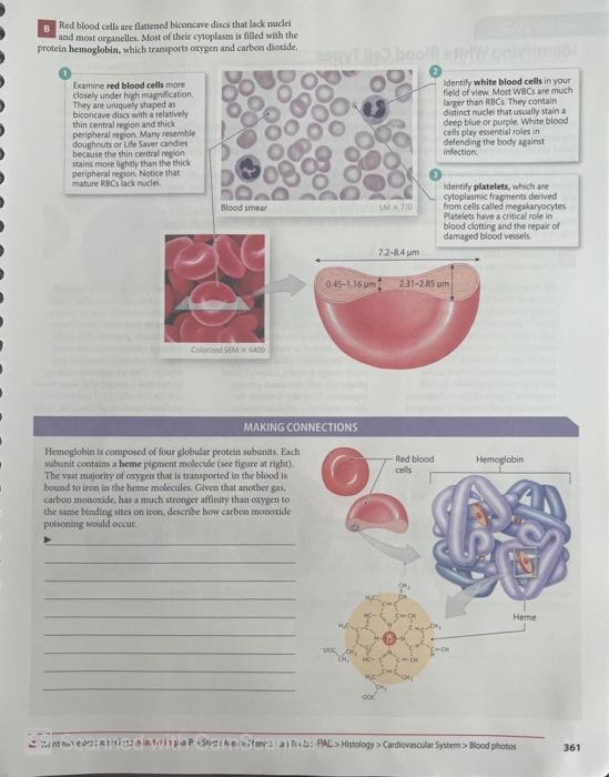 B Red blood cells are flattened biconcave discs that lack nuclei
and most organelles. Most of their cytoplasm is filled with 