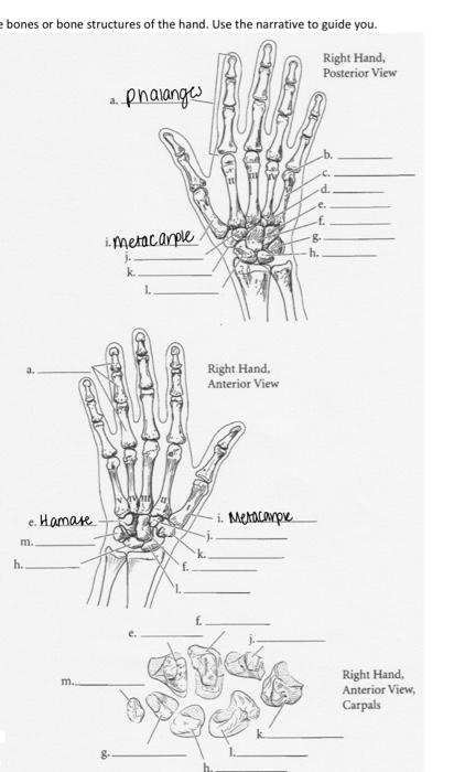 right anterior hand bones