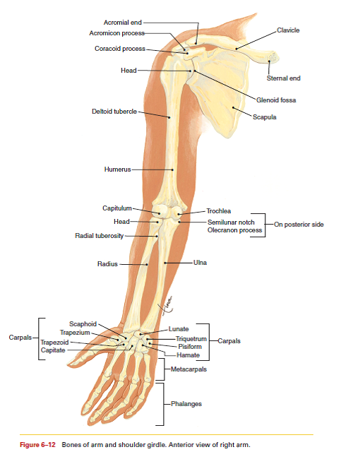 solved-what-types-of-joints-are-found-in-the-arm-begin-at-the-sh