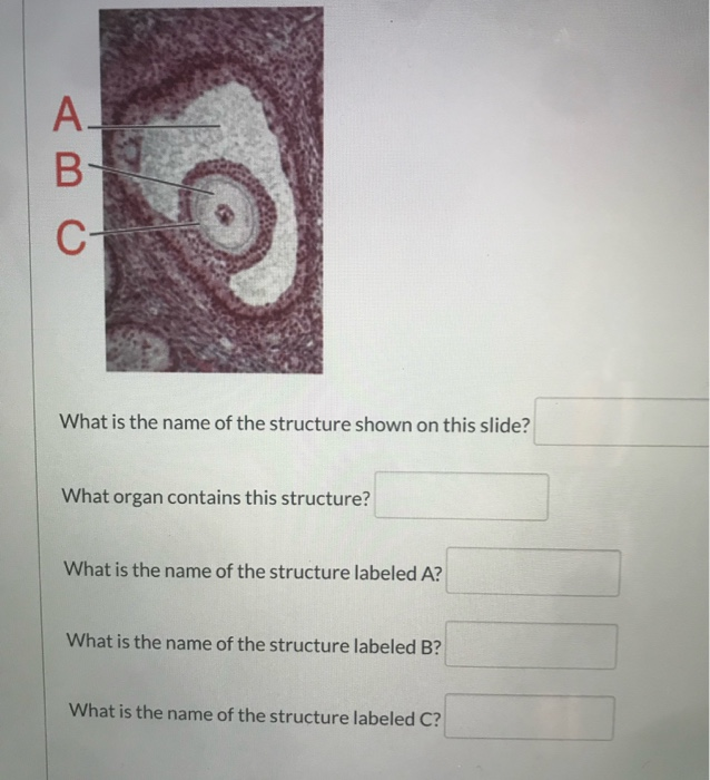 Solved What is the name of the structure shown on this | Chegg.com