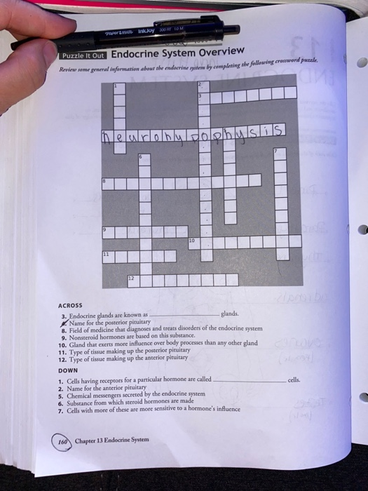 Solved Paprinkjoy Ort De Com Puzzle It Out Endocrine Syst Chegg Com