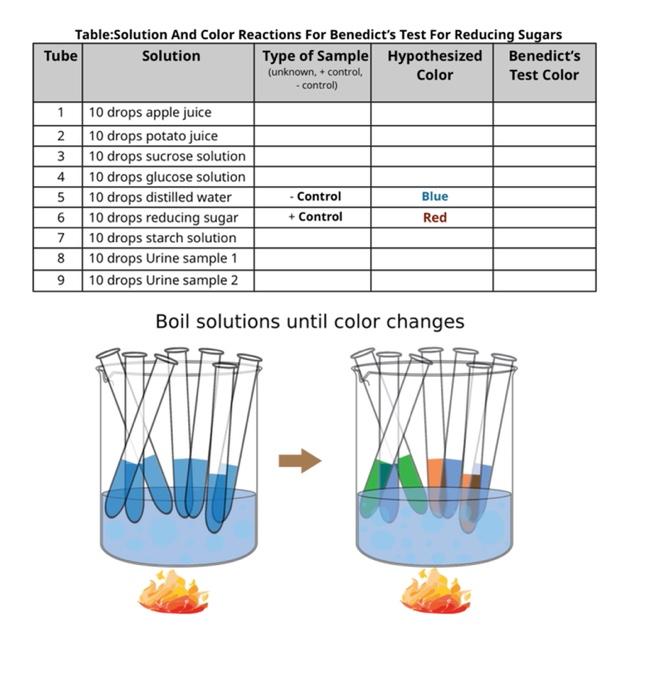 Solved Materials • potato juice Sucrose solution apple juice