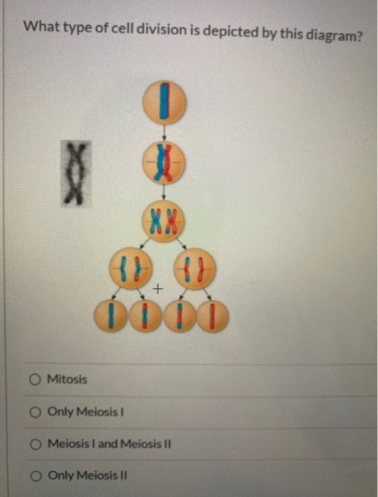 Solved What type of cell division is depicted by this | Chegg.com