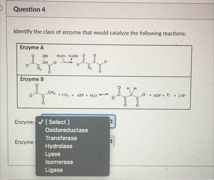 Solved Question 4 Identify the class of enzyme that would | Chegg.com