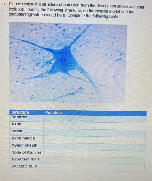 a. Please review the structure of a neuron from the description above and your textbook. Identify the following structures on