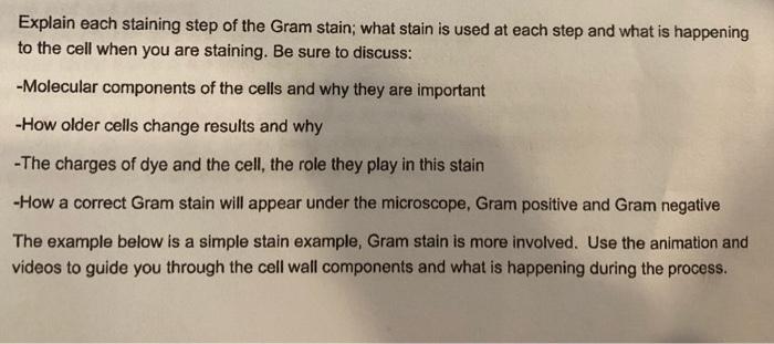 Solved Explain each staining step of the Gram stain; what | Chegg.com