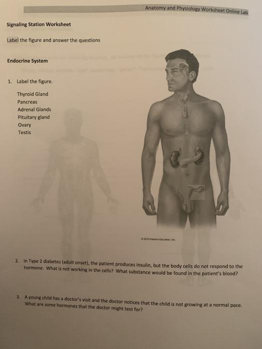 Solved Anatomy and Physiology Worksheet Online Lab Signaling | Chegg.com