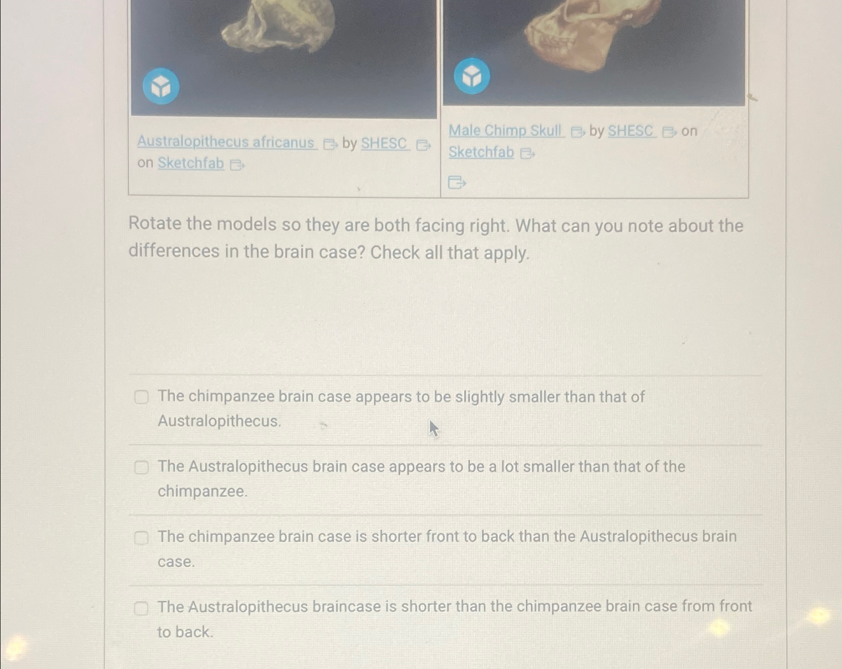 Solved Australopithecus africanus by SHESCMale Chimp | Chegg.com