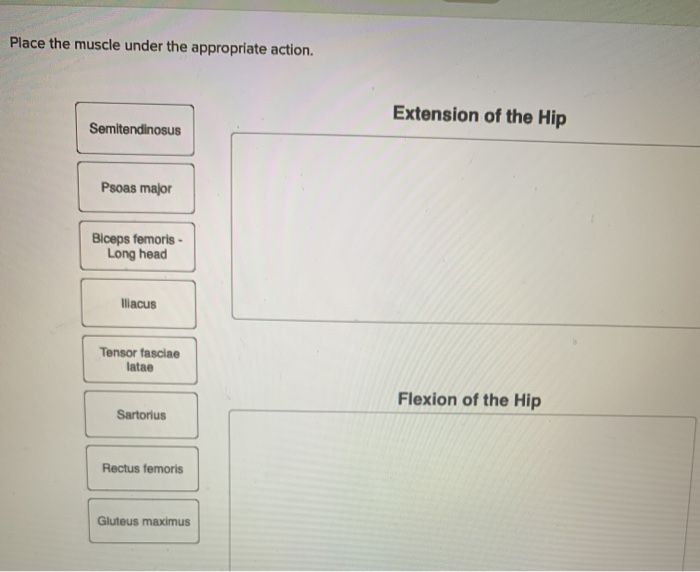 Solved Identify The Deep Muscles Of The Gluteal Region. P...