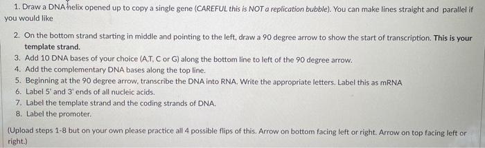 Solved 1. Draw a DNA helix opened up to copy a single gene | Chegg.com