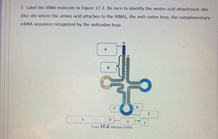 Solved 1 Label The Trna Molecule In Figure 17 2 Be Sure To Chegg Com