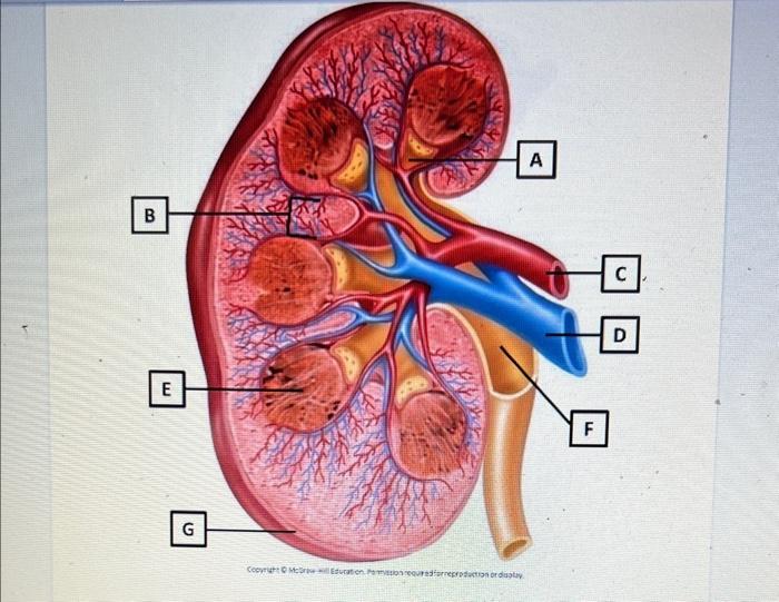 Solved Activity 2: Kidney Structure Identify the major | Chegg.com
