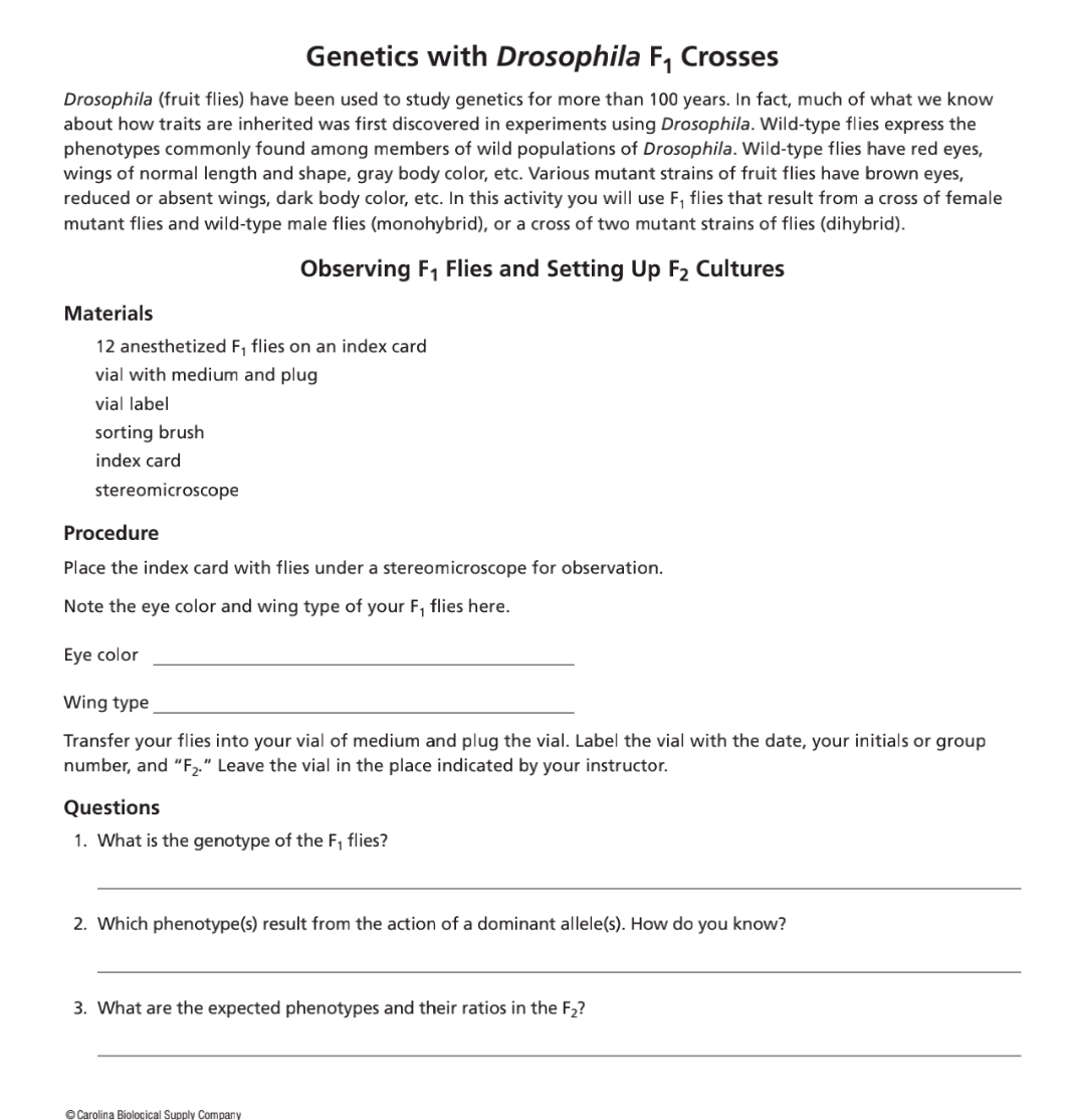 Solved Genetics with Drosophila F1 Crosses Drosophila (fruit | Chegg.com