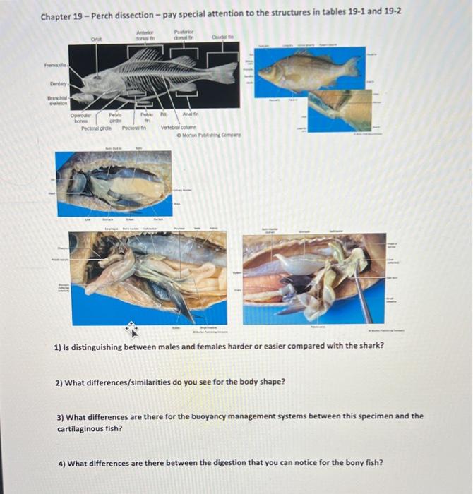 Chapter 19 Perch dissection pay special attention