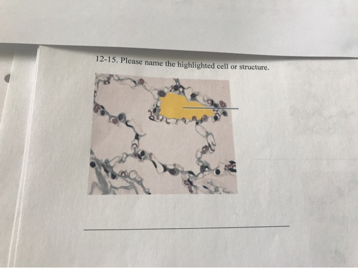 Solved 12-15. Please name the highlighted cell or structure. | Chegg.com