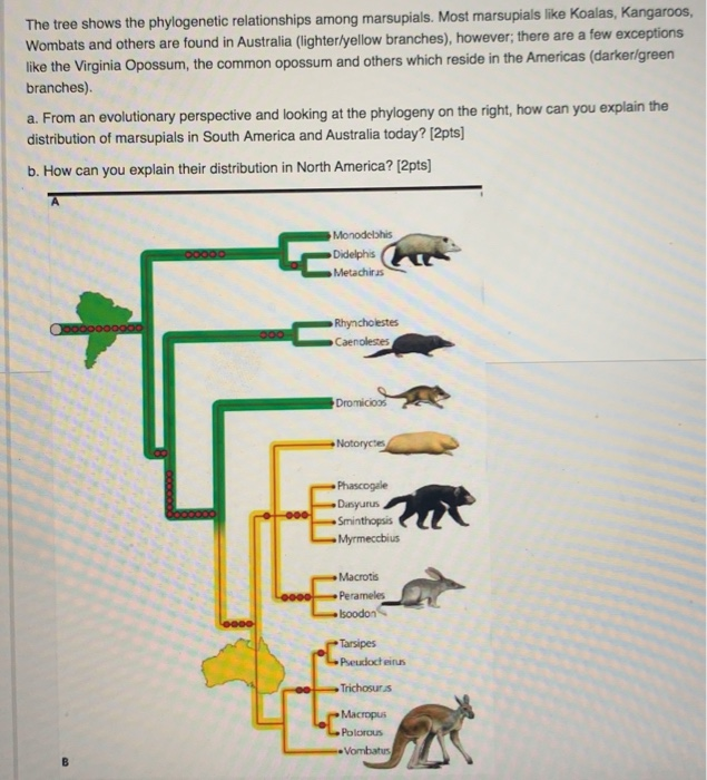 Solved The Tree Shows The Phylogenetic Relationships Among | Chegg.com