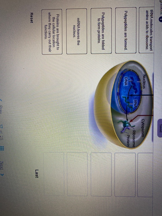 Solved Saved 7 Assignment DNA to protein sequence 7 Place | Chegg.com