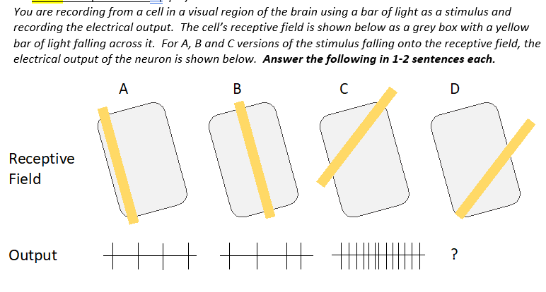 Solved You are recording from a cell in a visual region of | Chegg.com