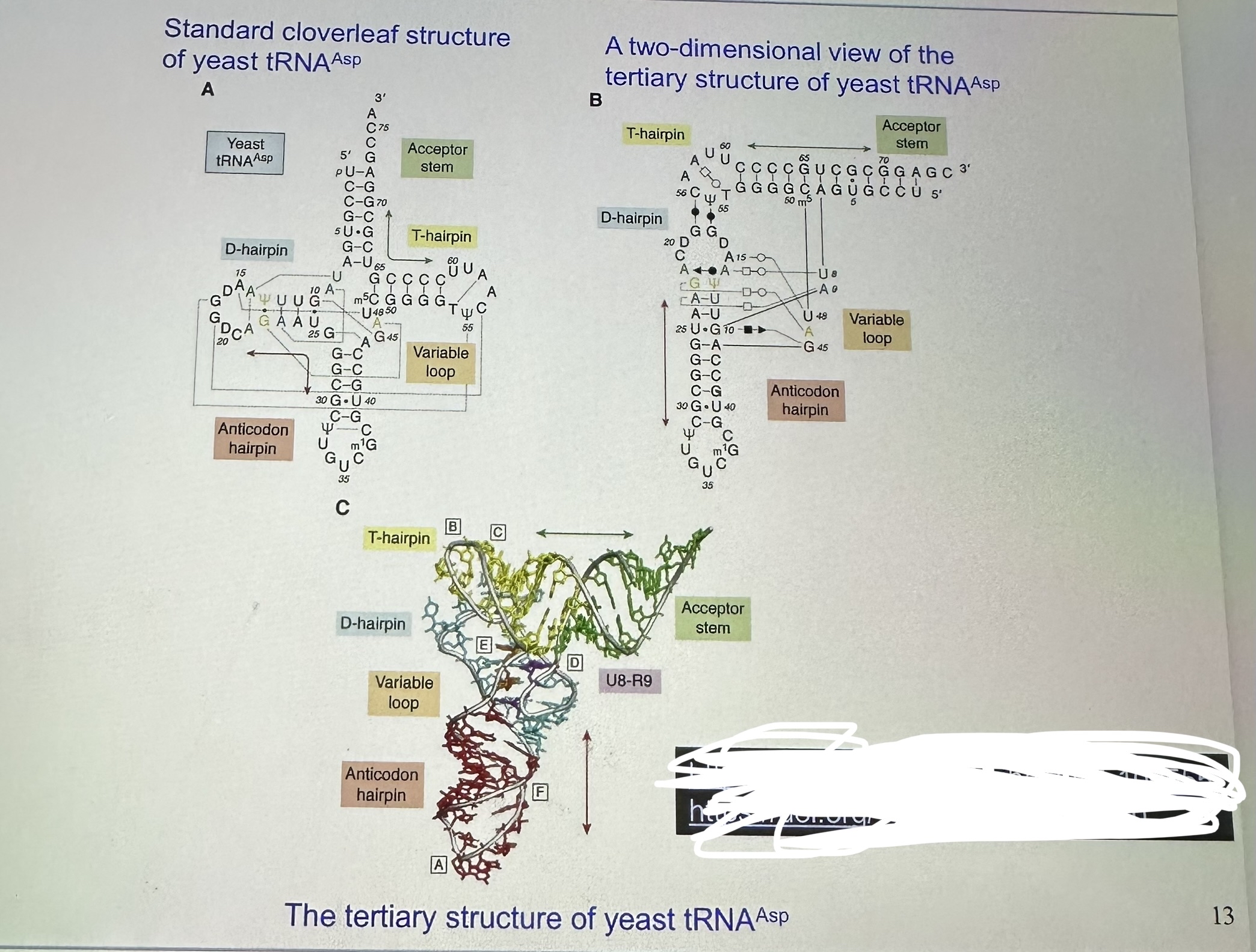 Homework 2Draw the chemical structures of the base | Chegg.com