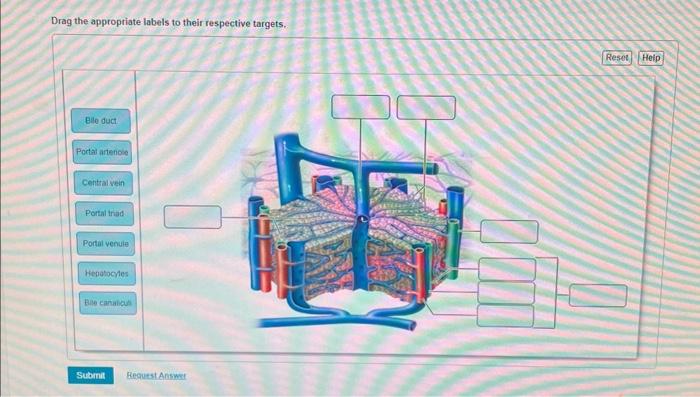 Solved Drag the appropriate labels to their respective | Chegg.com