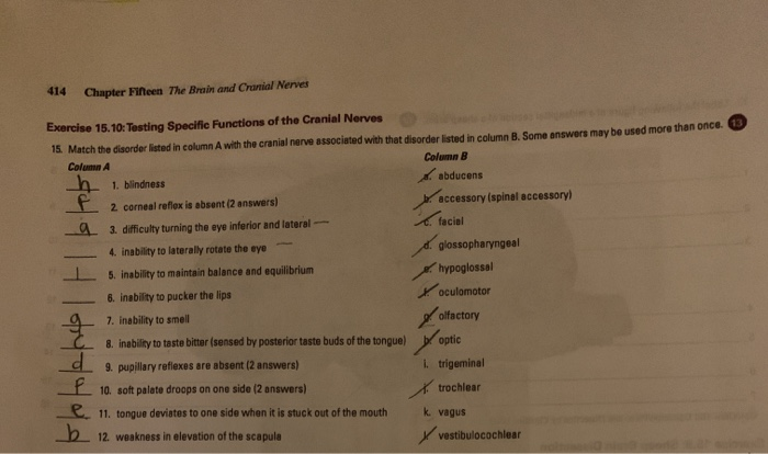 Solved 191 EXERCISE 27, BRAIN AND CRANIAL NERVES QUIZ 1.