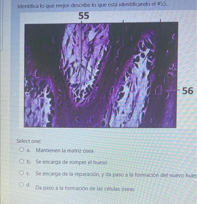 Identifica lo que mejor describe lo que está identificando el #55. 55 -56 Select one: O a. Mantienen la matriz ósea O b. Se e