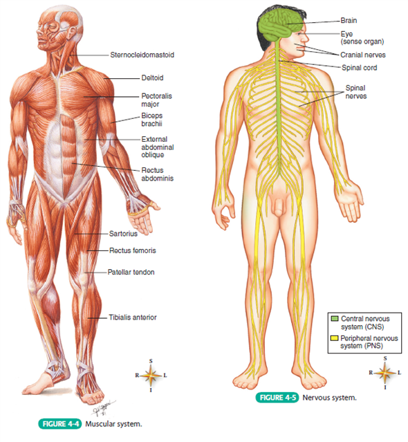 different organ systems in the body