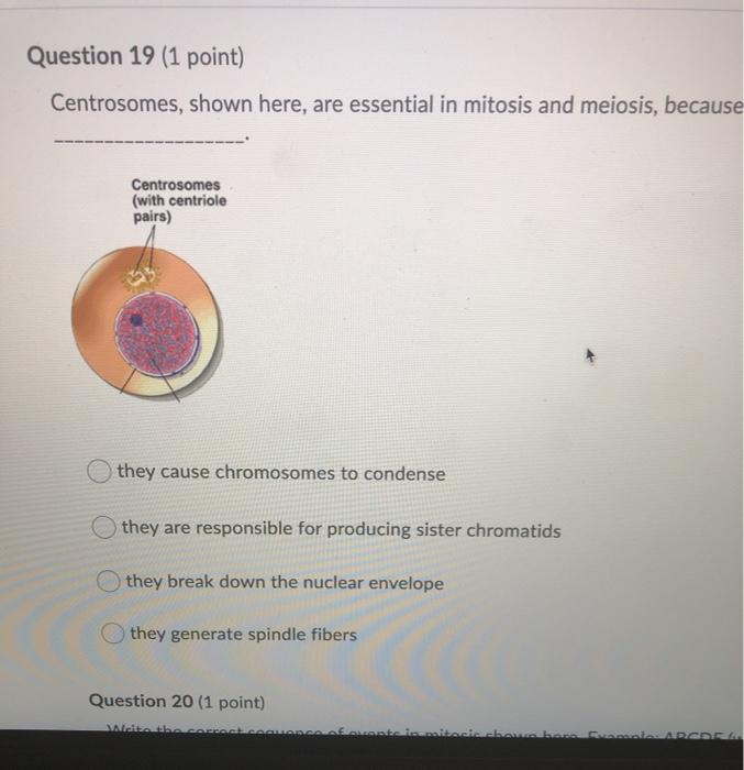 Solved Question 19 (1 point) Centrosomes, shown here, are | Chegg.com