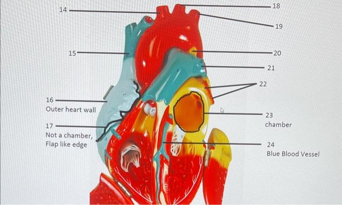 Solved Label Heart Anatomy | Chegg.com