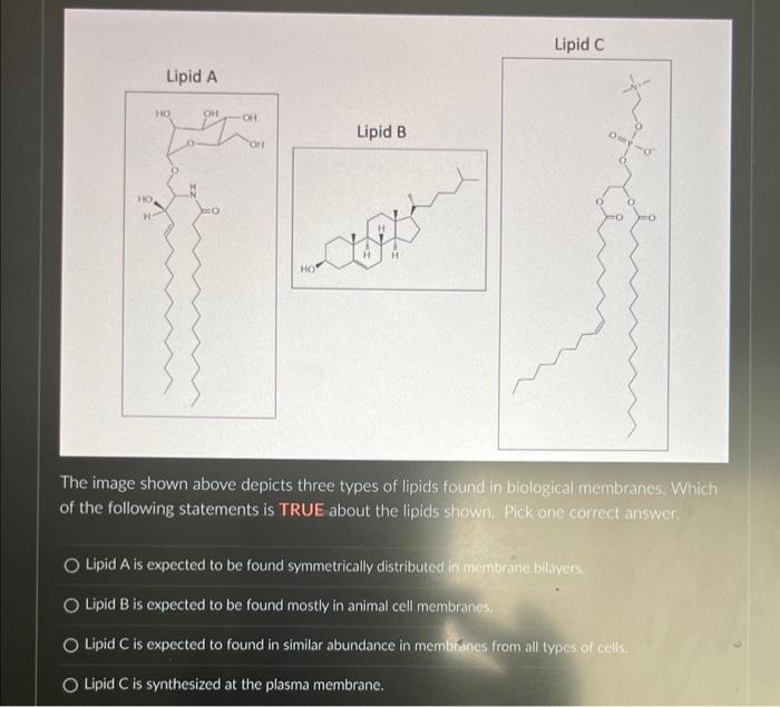 Solved The image shown above depicts three types of lipids