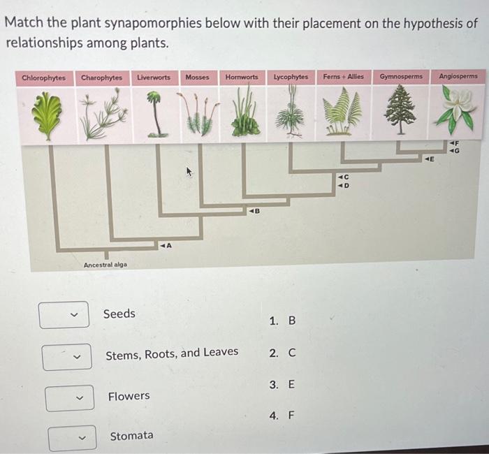 Match the plant synapomorphies below with their placement on the hypothesis of relationships among plants.
Seeds
1. \( B \)
S