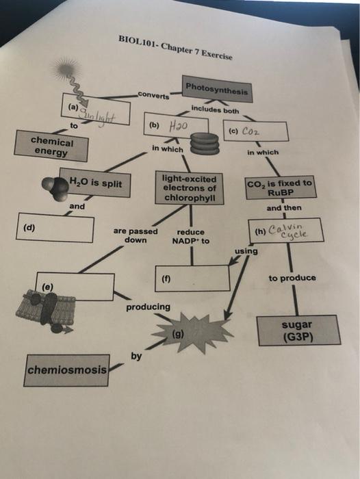 Solved BIOL 101- Chapter 7 Exercise Photosynthesis converts | Chegg.com