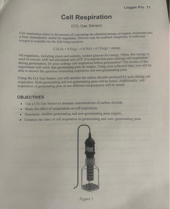 Solved Cell respiration refers to the process of converting | Chegg.com