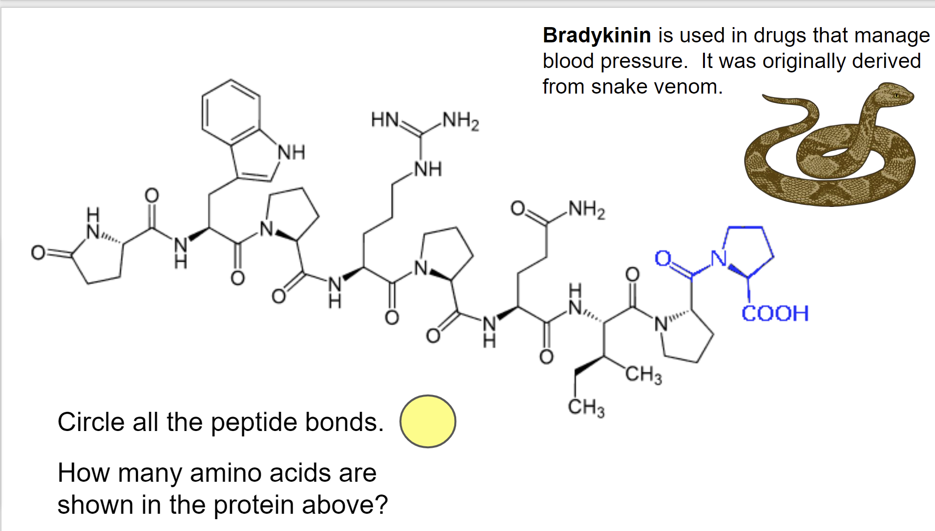 Solved Circle all the peptide bonds in bradykinin Bradykinin | Chegg.com