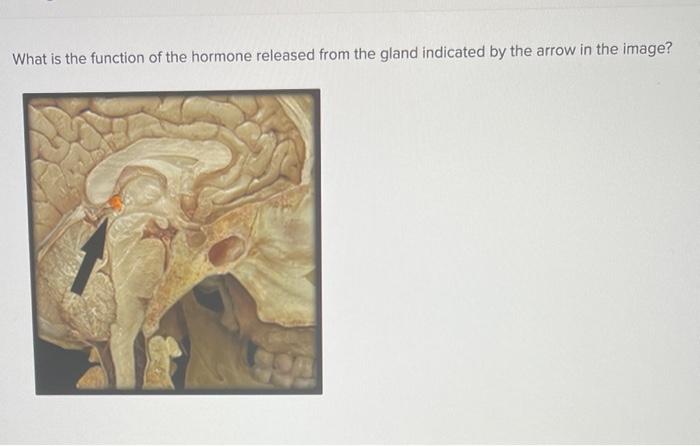 solved-what-is-the-function-of-the-hormone-released-from-the-chegg