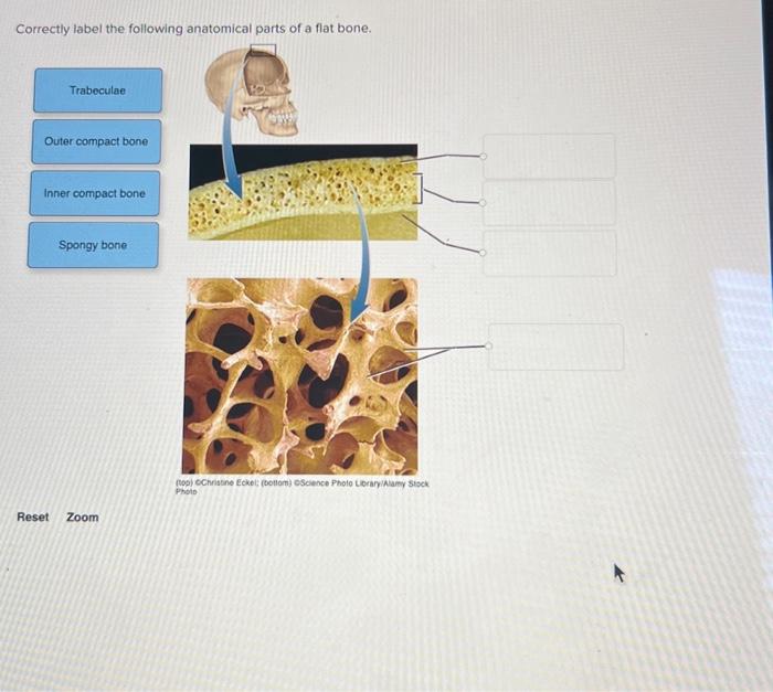 Correctly label the following anatomical parts of a