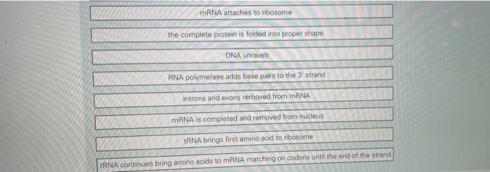 Solved Put the events of protein synthesis into order from | Chegg.com