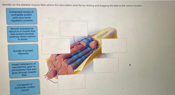 Solved Identify on the skeletal muscle fiber where the | Chegg.com