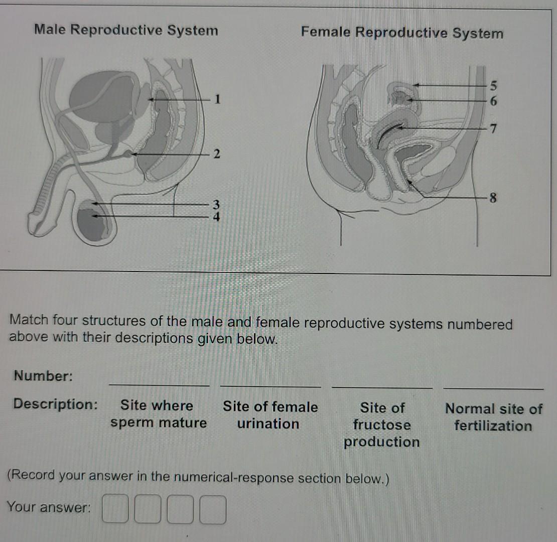 solved-male-reproductive-system-female-reproductive-system-chegg