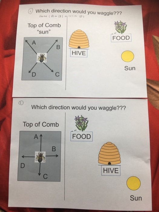 Solved Which direction would you waggle??? (A) (8) C1 (0) | Chegg.com