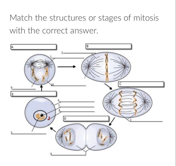 Match the structures or stages of mitosis with the correct answer.