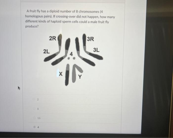 Solved A fruit fly has a diploid number of 8 chromosomes (4