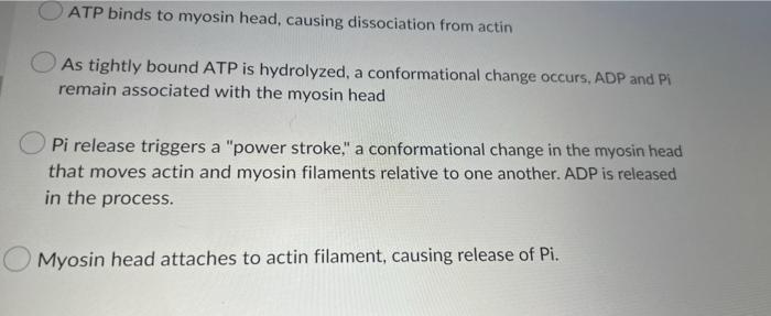 Solved What is happening in the following step of muscle | Chegg.com